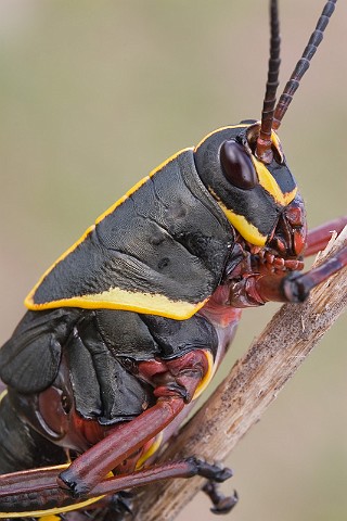 Romalea microptera Eastern lubber grasshopper